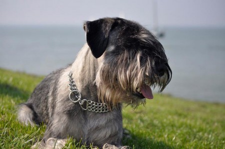 Hubbe på EuroDog Show i Holland 2011