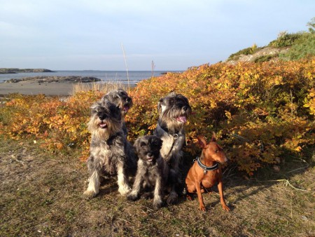 Ulla, Pepper, Hubbe, Chuck och Nellie 2013