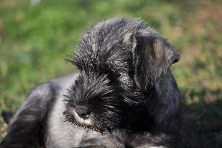 Nellie