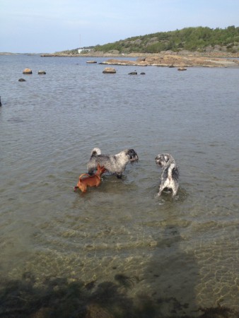 Älskar att bada i havet Här Hubbe, Pepper och lilla Chuck