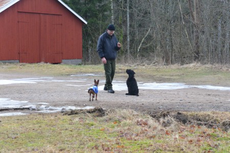 lydnadsträning på gång
